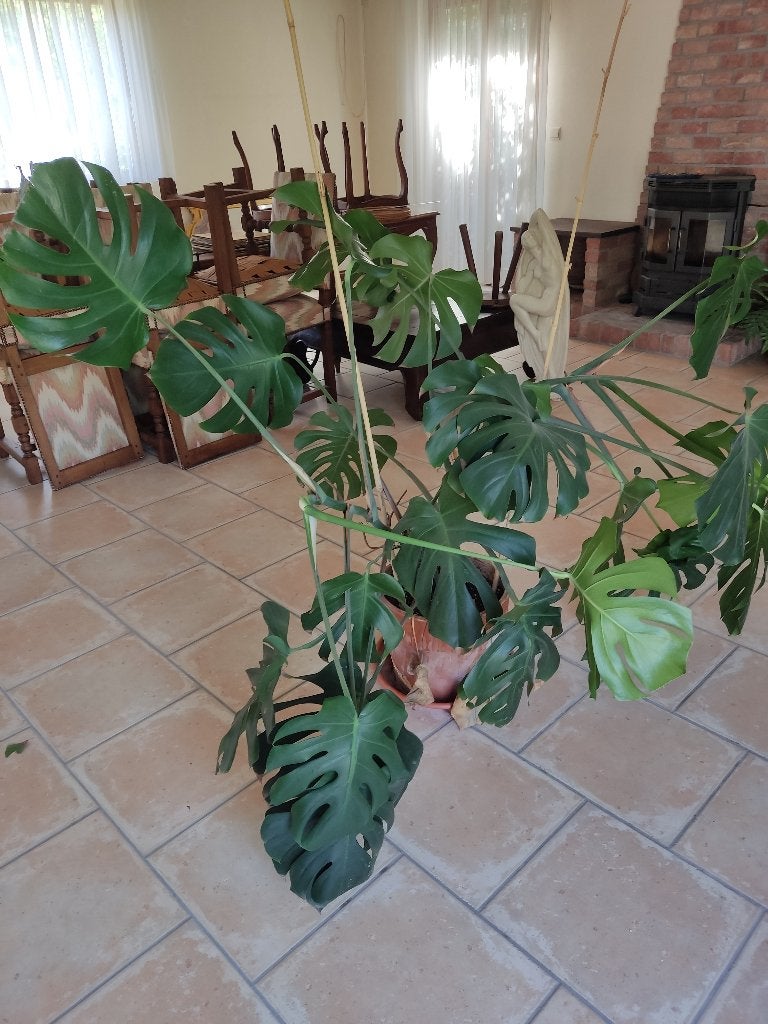 Plante, Huis en Inrichting, Kamerplanten, Ophalen, Overige soorten, In pot, 100 tot 150 cm