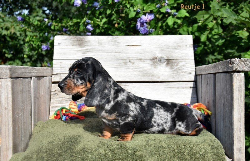 Prachtige Blue Merle Tan Teckel pupjes, Parvo, België, Standaard, Reu