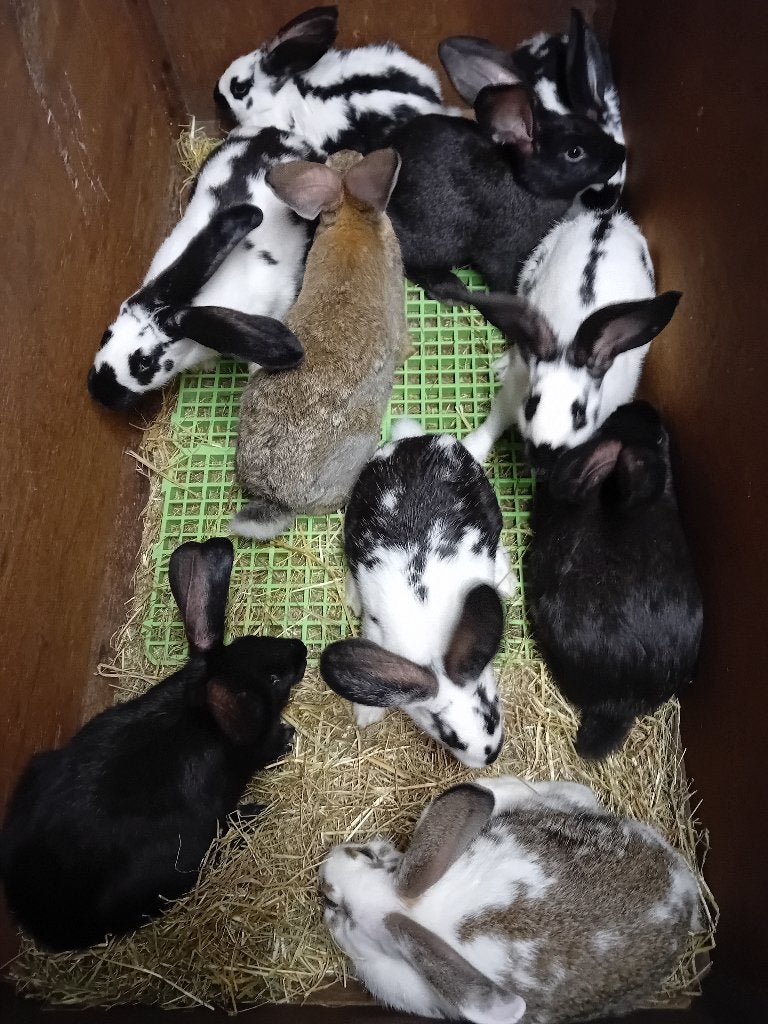 LAPINS À VIANDE de 2,3 kg (7,50€) à 2,8 kg (9€) et 4 kg(13€), Plusieurs animaux, Taille moyenne, 0 à 2 ans