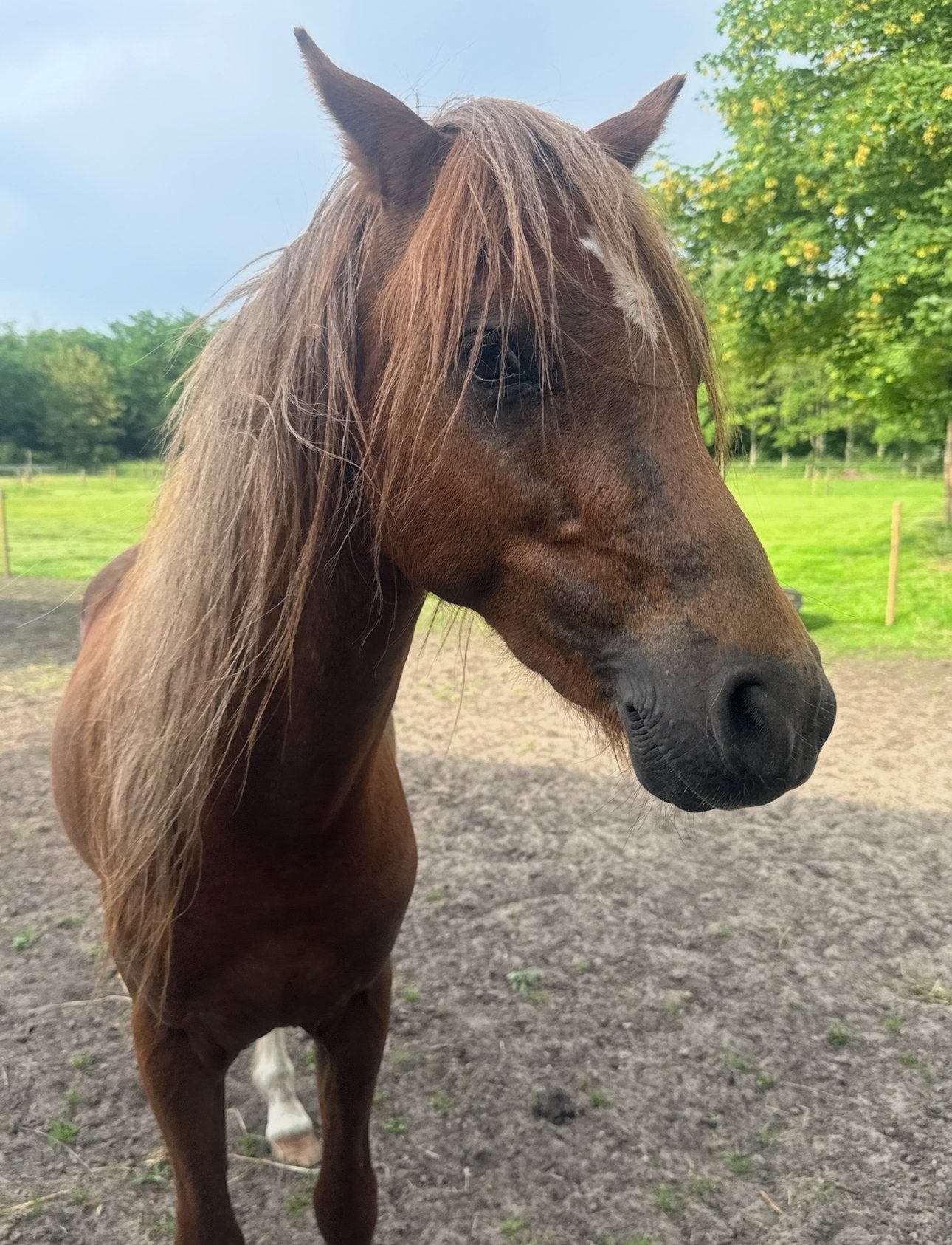 Welsh b pony, Animaux & Accessoires, Chevaux, Étalon, B