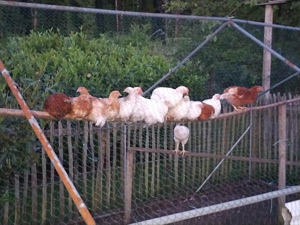 Kuikens Isa brown kruising van 5 maart hennen, Dieren en Toebehoren, Pluimvee, Vrouwelijk, Kip