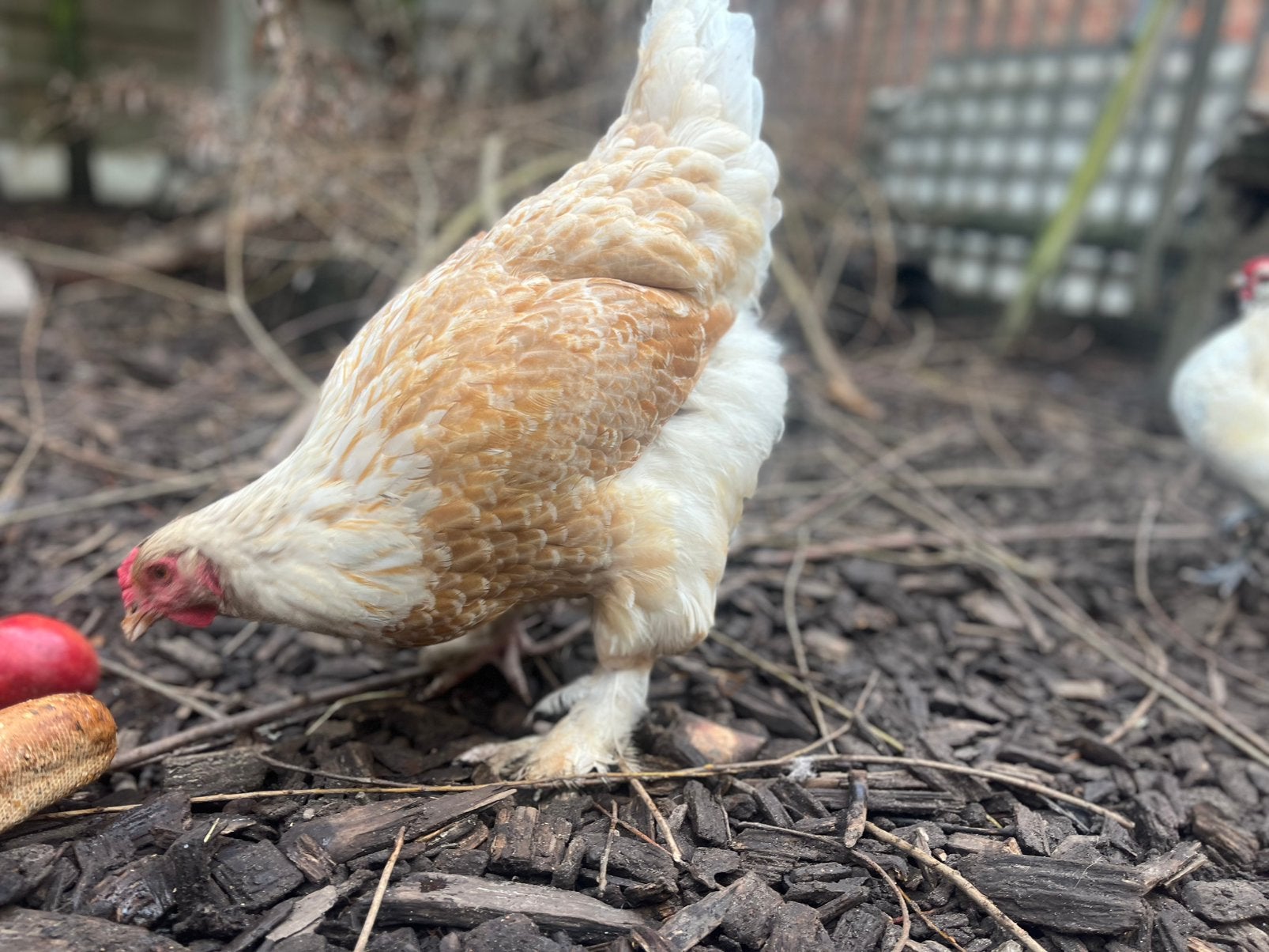 Brahma lemon pyle hen, Dieren en Toebehoren