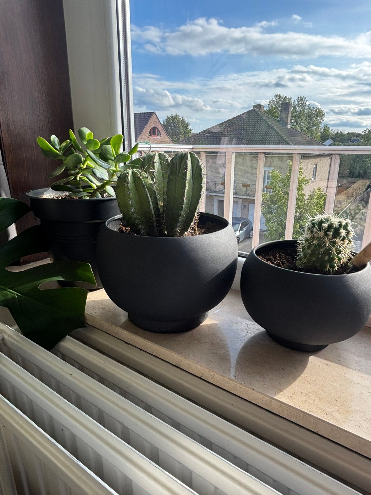 Cactus 20cm, Enlèvement, Comme neuf