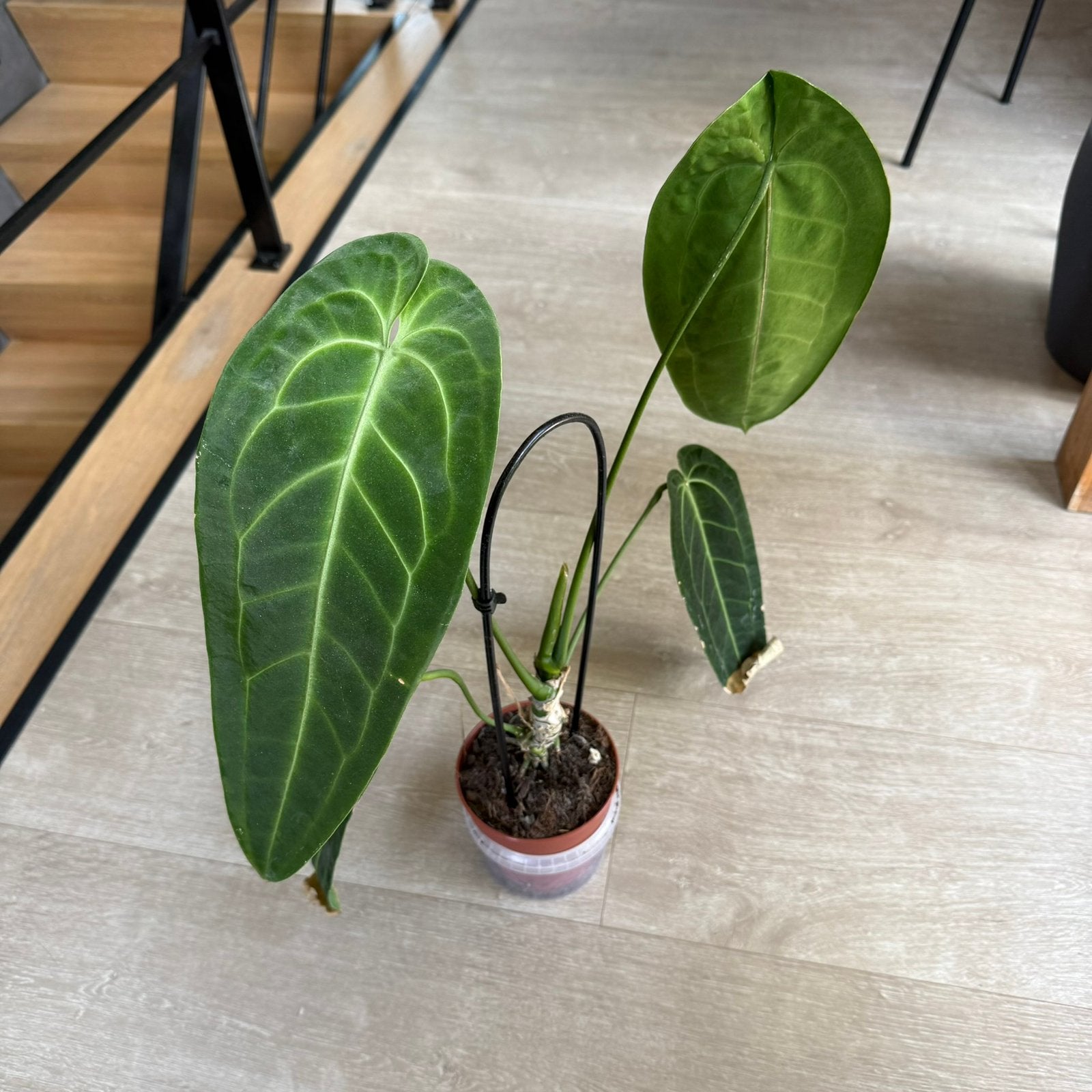 Anthurium Warocqueanum, Huis en Inrichting, Kamerplanten, Ophalen