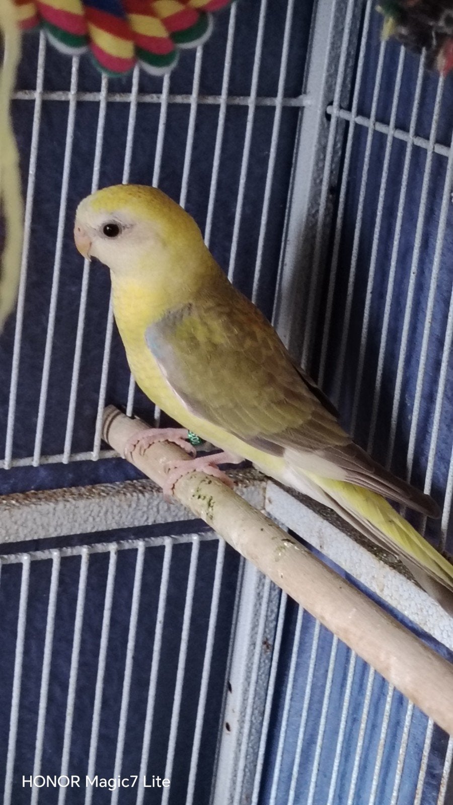 vend jeunes croupon rouge femelle, Plusieurs animaux, Perruche, Bagué