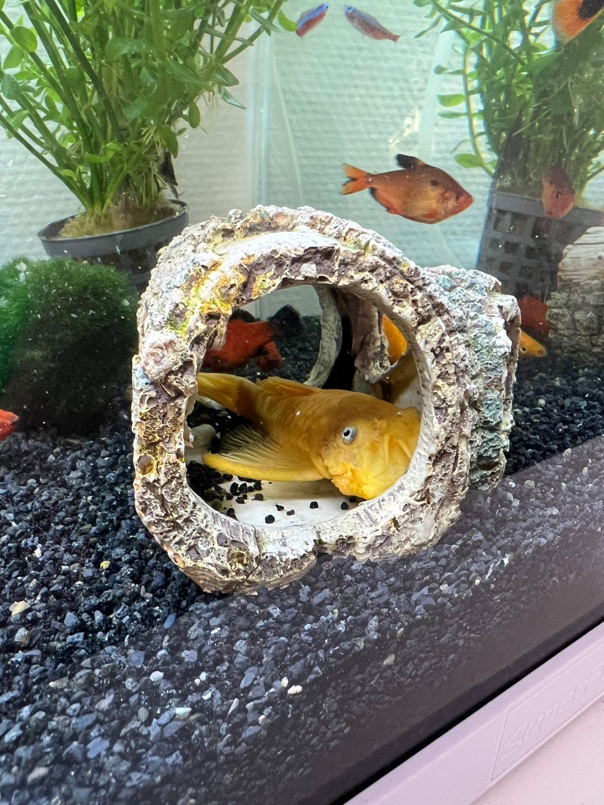 Acistrus te koop, Vis, Zoetwatervis, Schoolvis