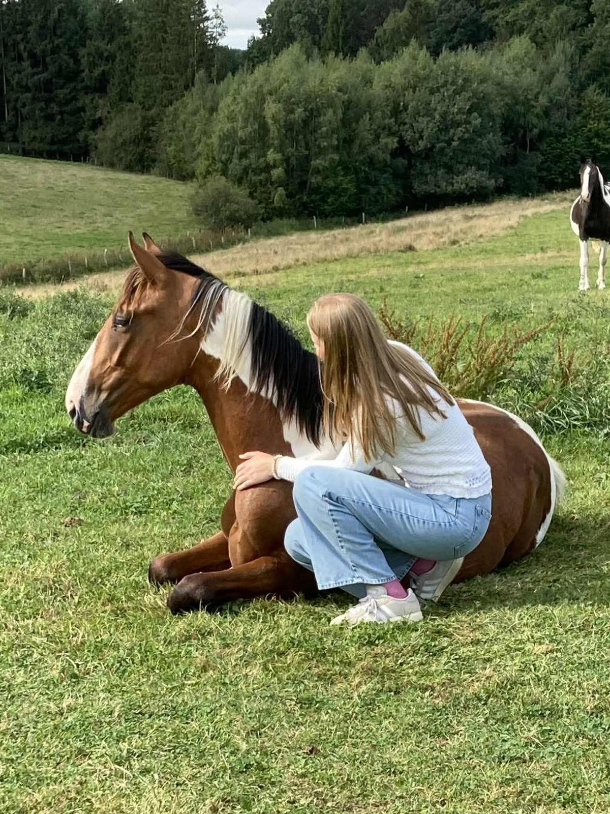 Rock n’ Roll des cinq dames Z, Avec pedigree, Étalon, 0 à 2 ans, Non dressé