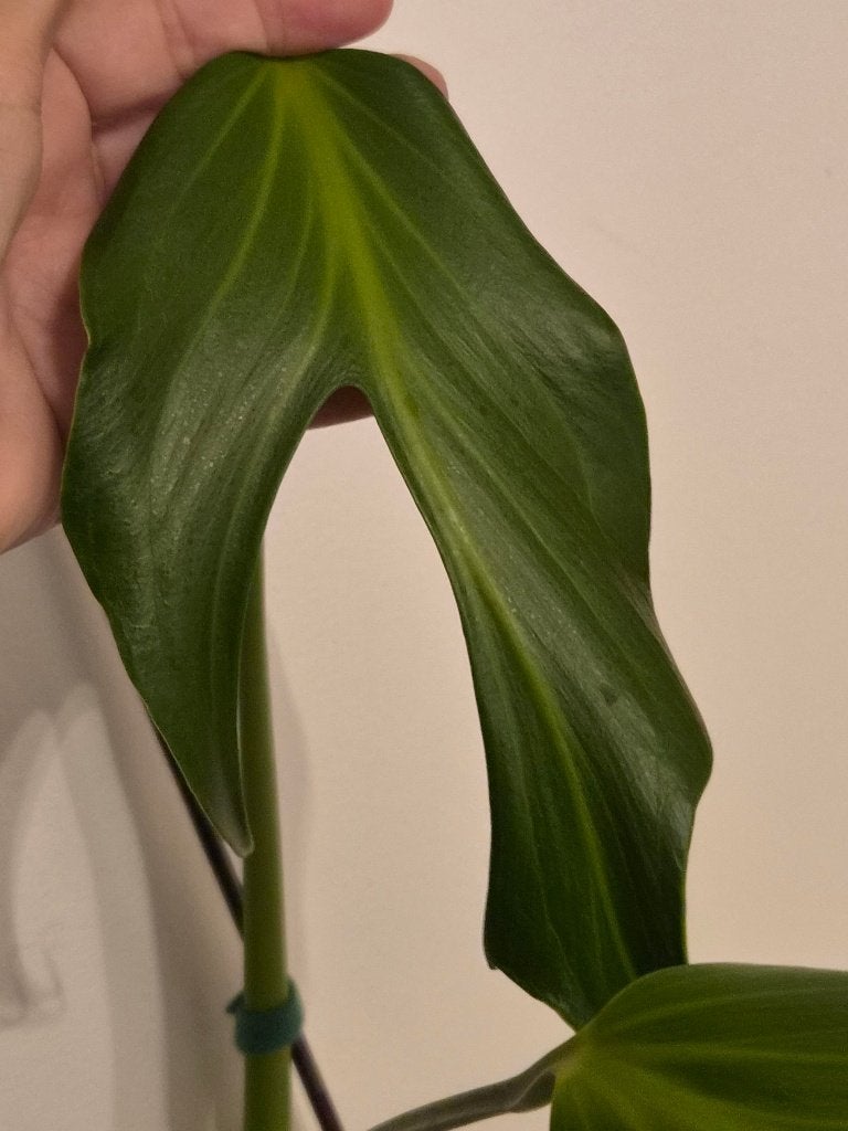 Monstera Burle Flame, Huis en Inrichting, Ophalen of Verzenden