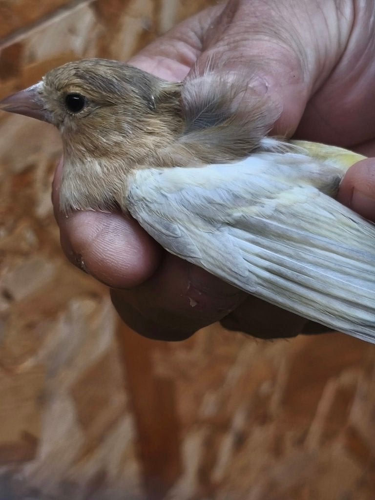 mooie bruine kweekman, Dieren en Toebehoren, Mannelijk, Wildzangvogel, Geringd