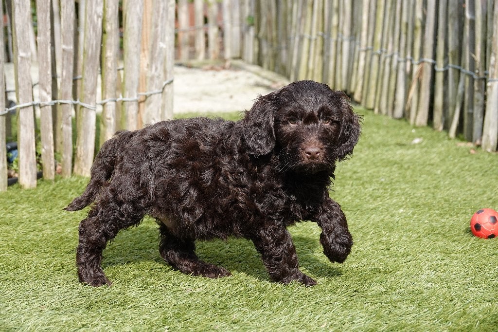 Prachtige Choco mini Labradoodle pup, met stamboom, Dieren en Toebehoren, Honden | Retrievers, Spaniëls en Waterhonden, België