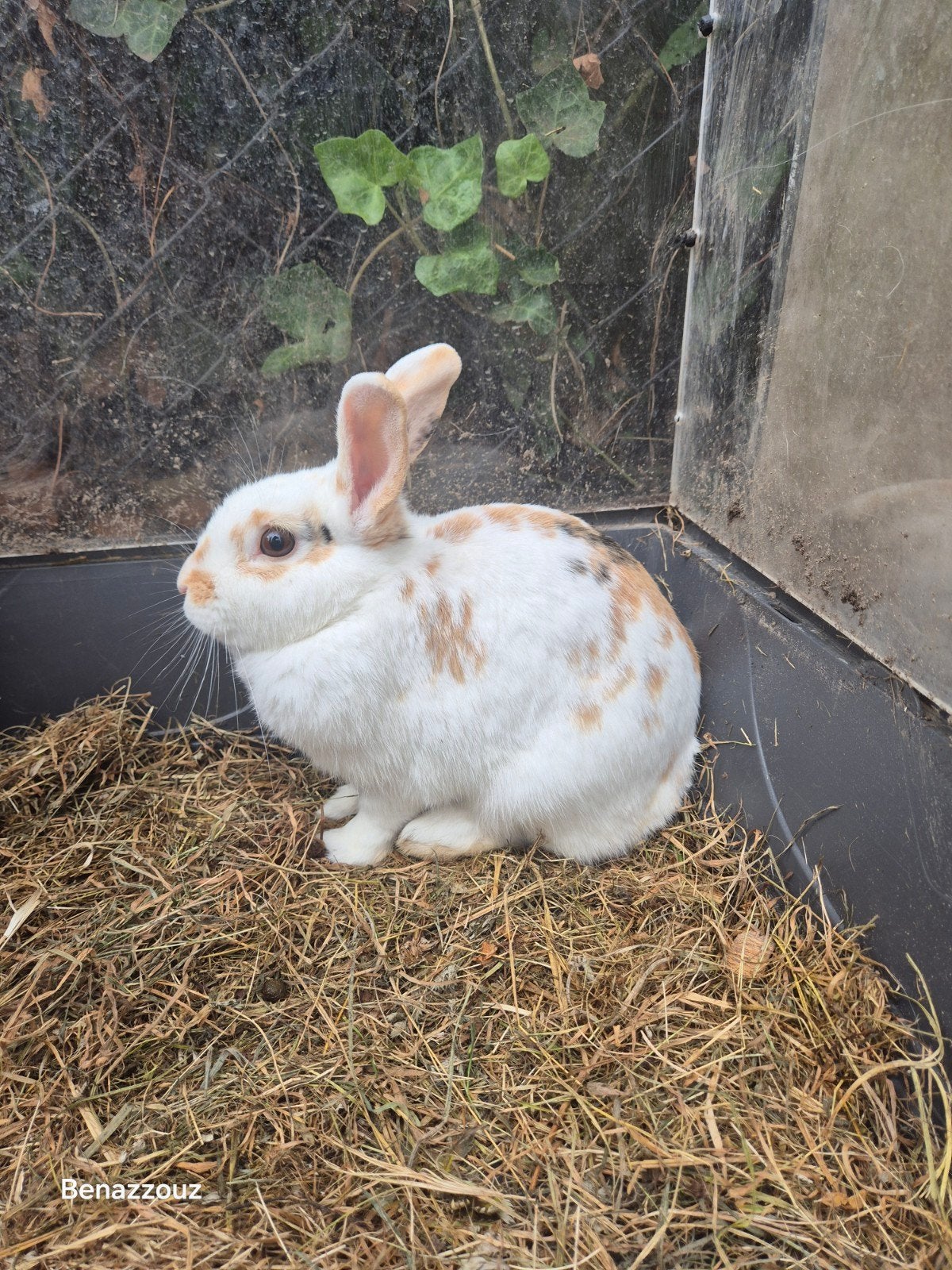 konijnen en kooi te koop, Plusieurs animaux, Taille moyenne, Oreilles tombantes, 0 à 2 ans