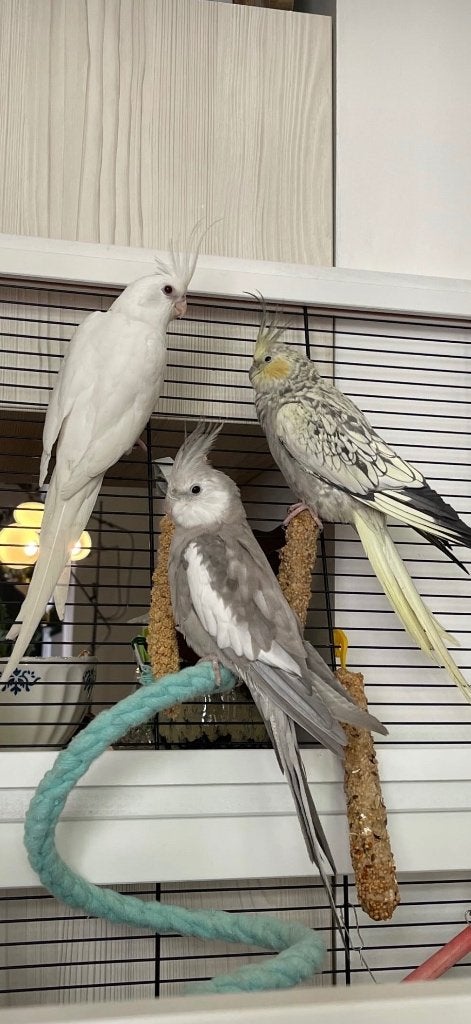 Calopsittes, Animaux & Accessoires, Enlèvement, Comme neuf, Autres matériaux