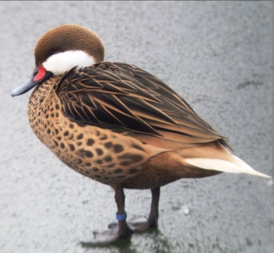 Gezocht: Siereenden kuikens, Meerdere dieren, Eend