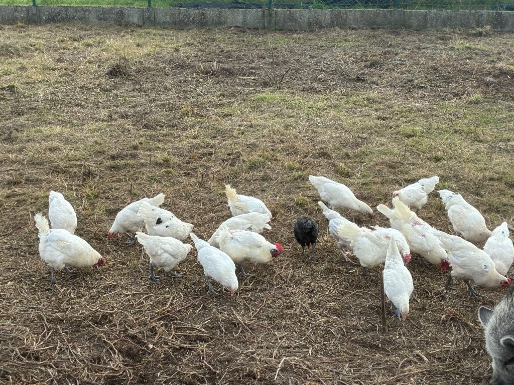 20 jonge witte kippen ( poulle de bress)., Femelle, Poule ou poulet