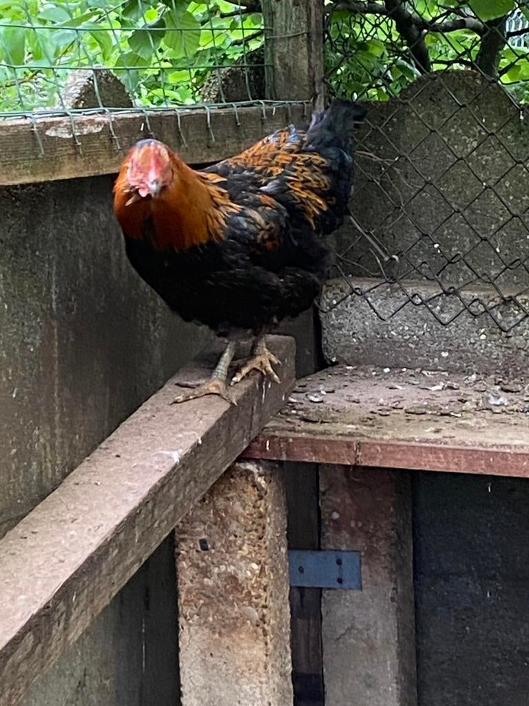 Gratis legkip, Dieren en Toebehoren, Kip