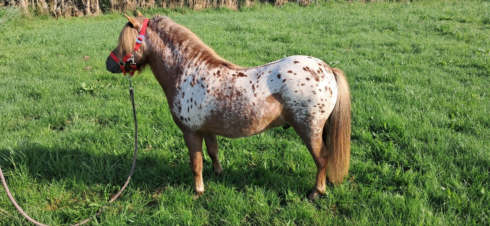 3 jarige appelooza shetlander, Dieren en Toebehoren, Schapen, Geiten en Varkens
