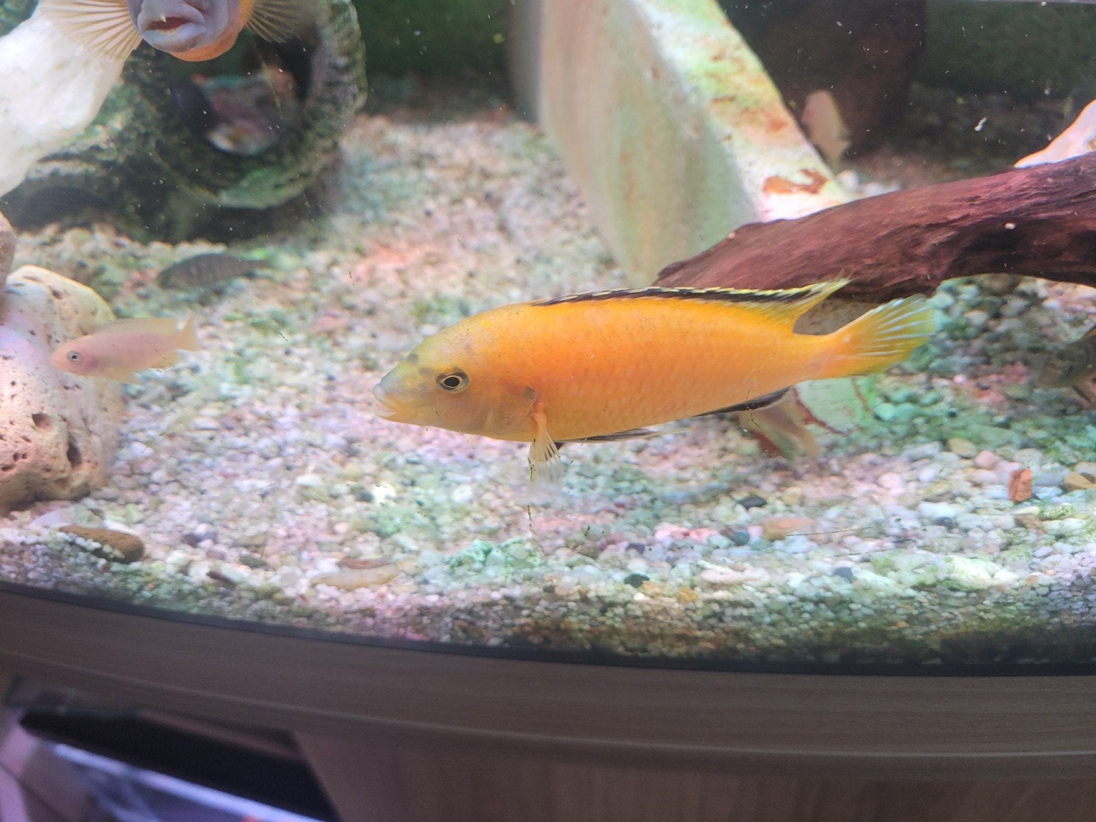 Volwassen man Caeruleus en jongen Saulosi