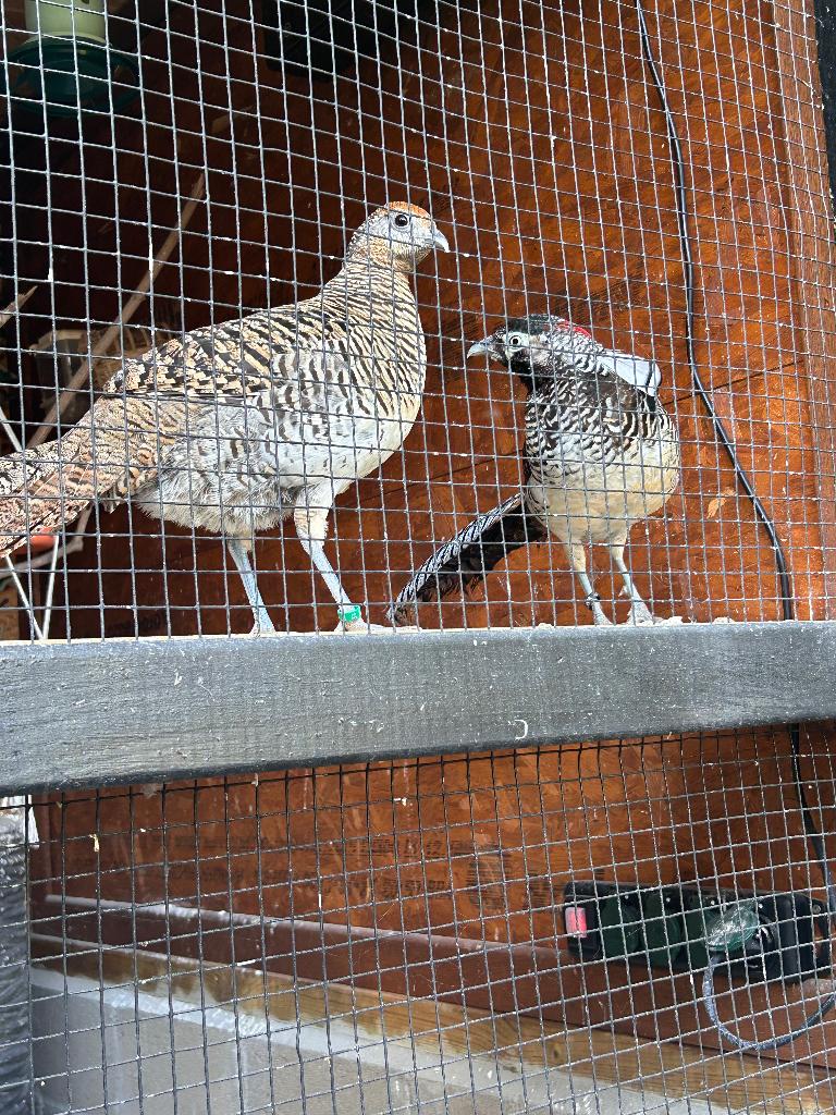 Jong koppel lady fazanten, Dieren en Toebehoren, Meerdere dieren, Overige soorten