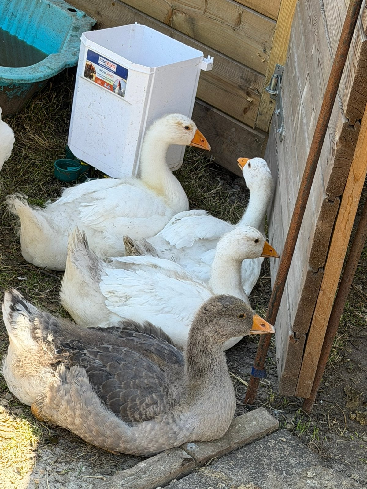 2 mooie lieve witte ganzen, Dieren en Toebehoren, Pluimvee, Meerdere dieren, Gans of Zwaan