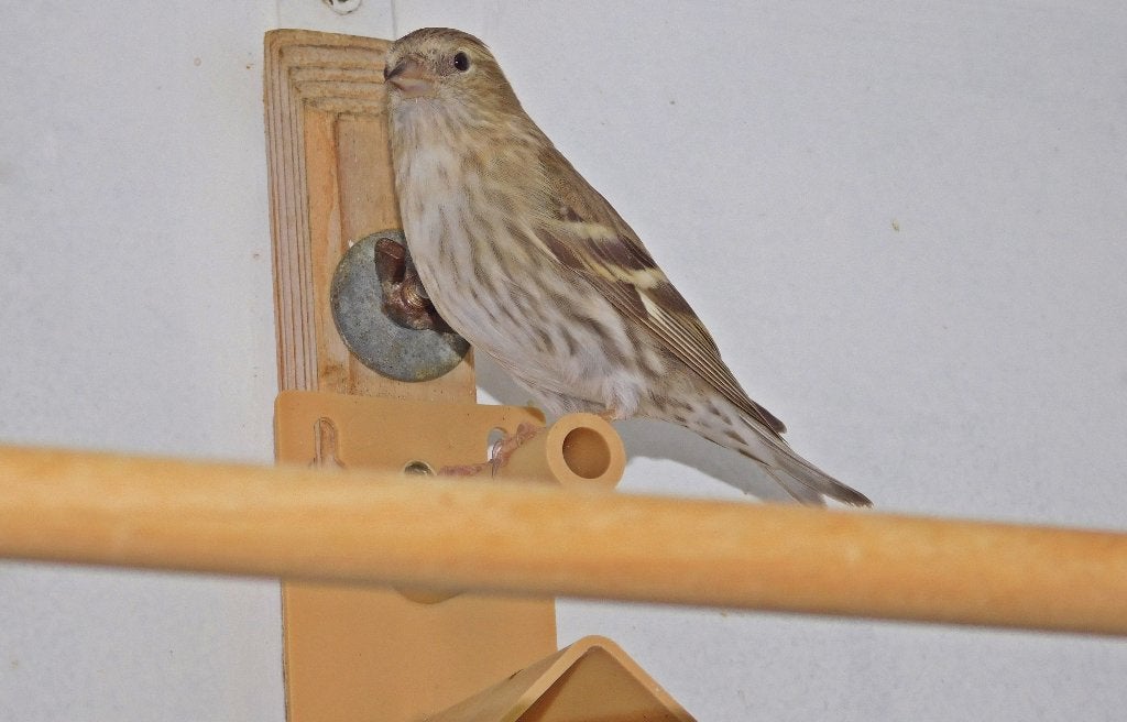 Sijs, Dieren en Toebehoren, Geringd