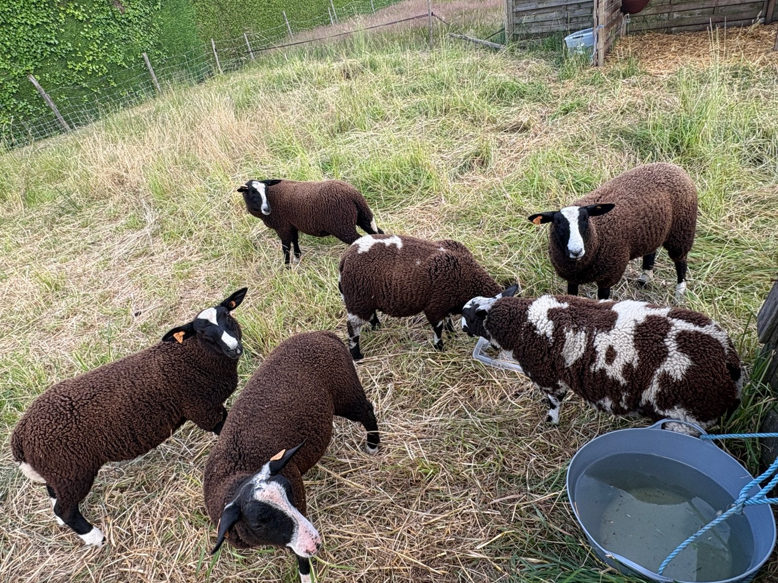 5 ram lammers, Dieren en Toebehoren, Schapen, Geiten en Varkens, Mannelijk, Schaap