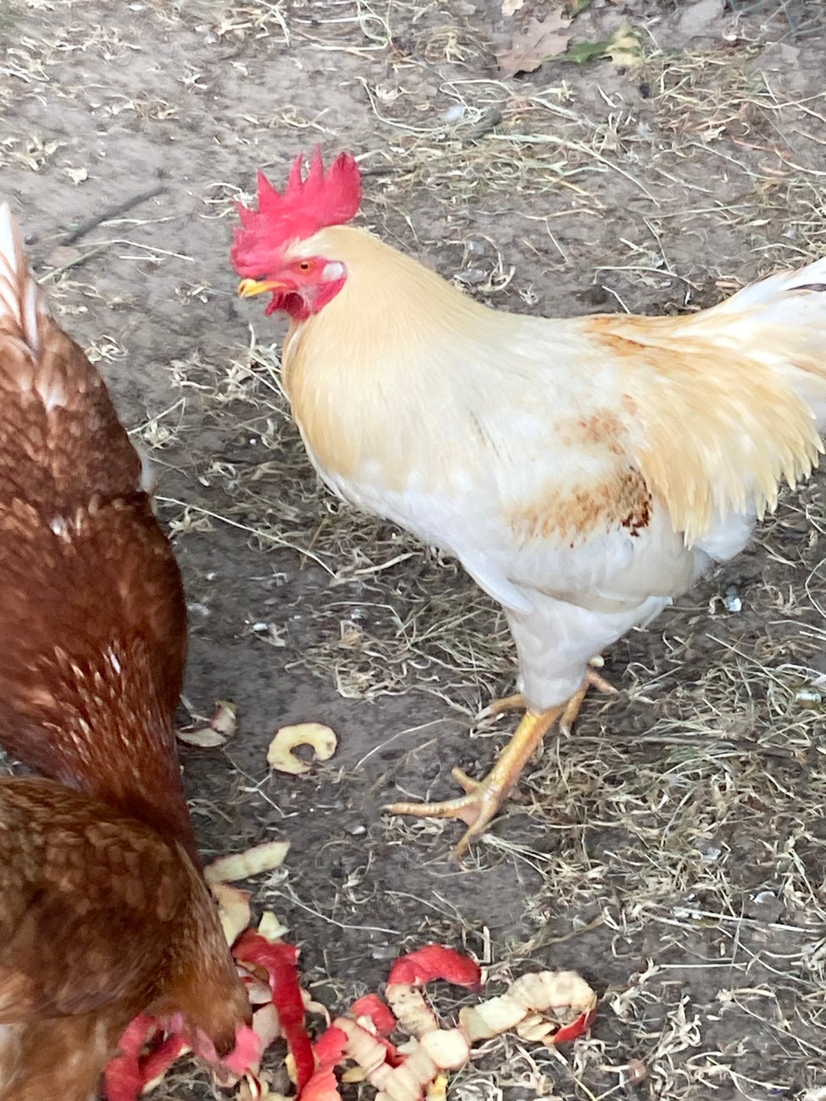 Haan, Dieren en Toebehoren, Mannelijk, Kip