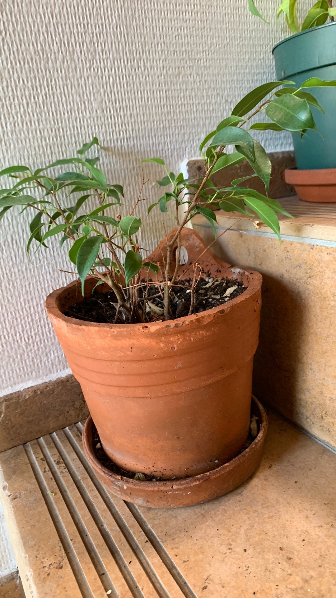 Ficus in stenen pot, Ophalen