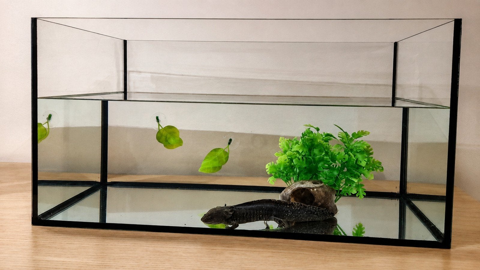 Aquarium en axolotl