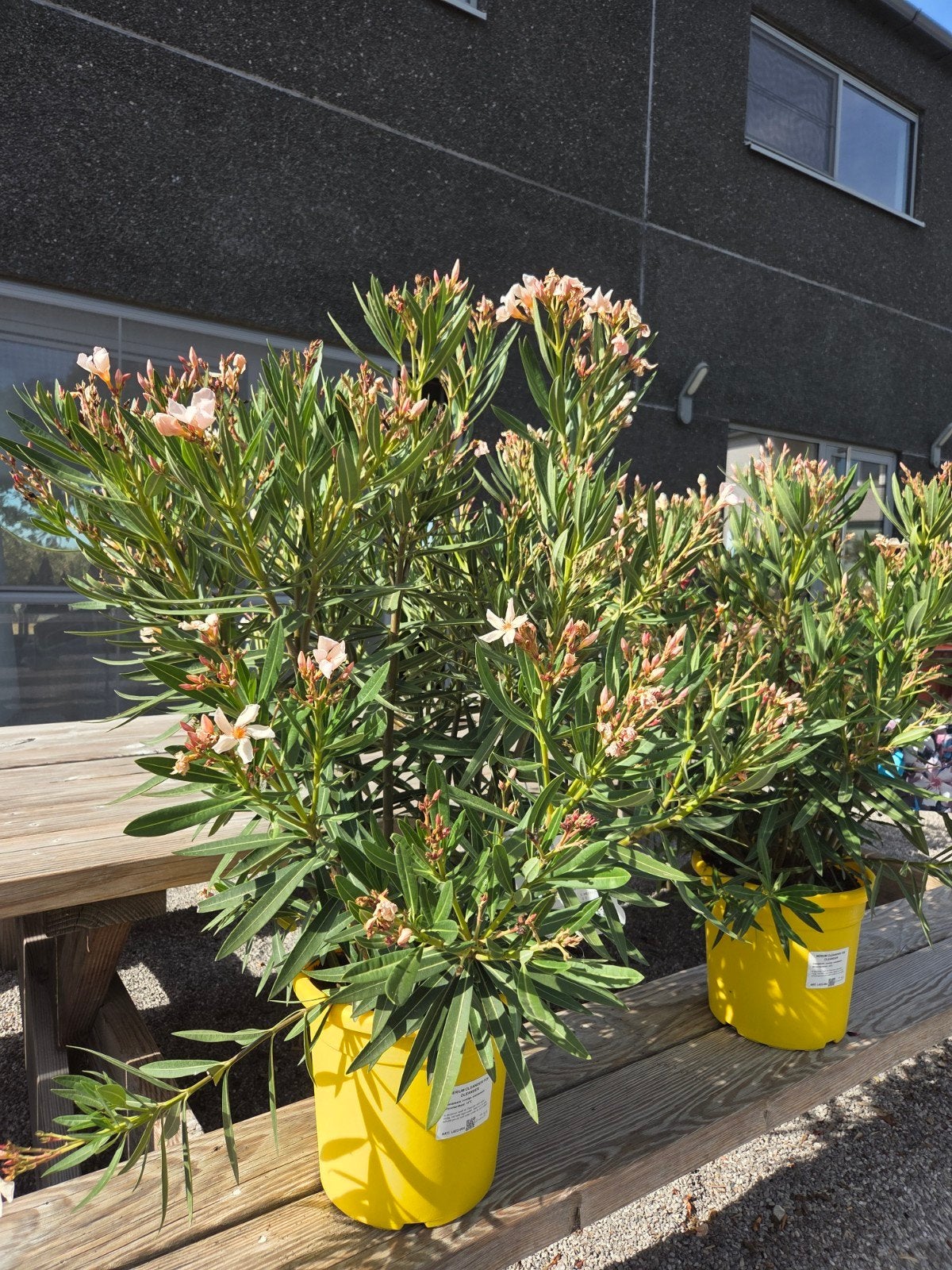 Mooi gevulde Nerium Oleanders, Ophalen