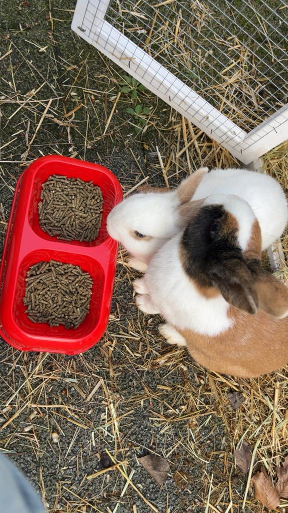 2 lieve dwergkonijntjes te koop (samen), Dieren en Toebehoren, Konijnen