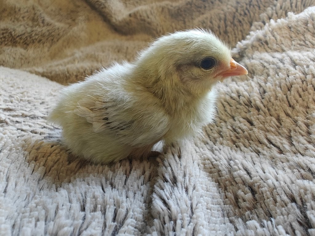 Kuikentjes bassette zilverpatrijs, Sexe inconnu, Poule ou poulet