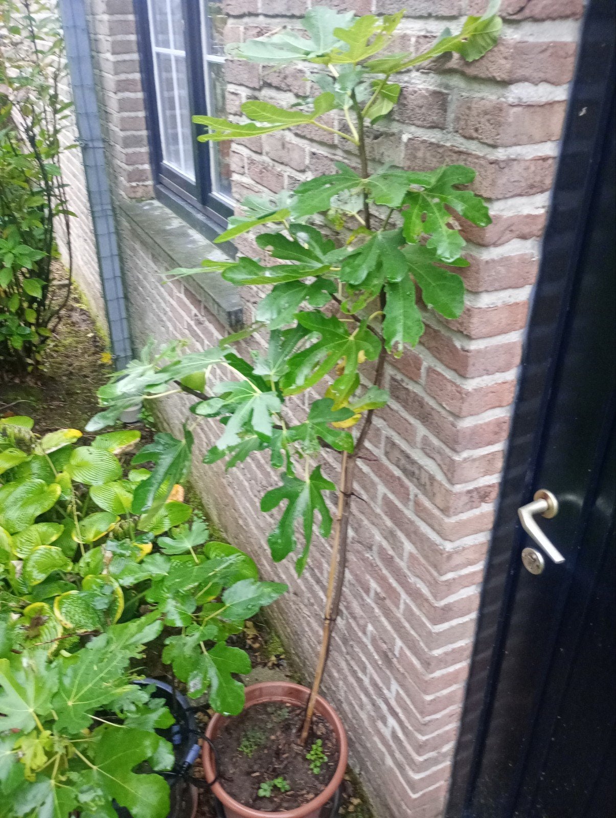 vijgenboom met vruchten te koop, Ophalen, 100 tot 250 cm