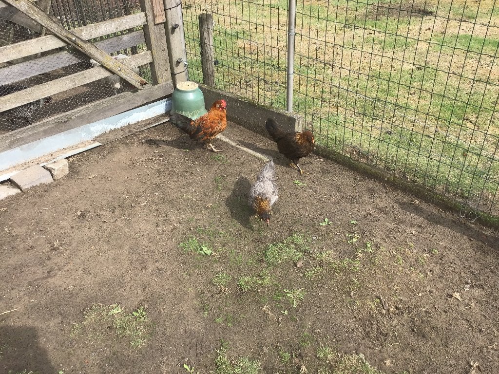 Engelse kriel, Dieren en Toebehoren, Vrouwelijk, Kip