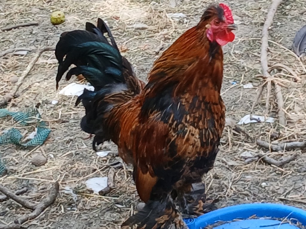 Warme thuis gezocht, Dieren en Toebehoren, Mannelijk, Kip