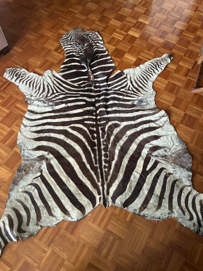 Zebrahuid, Ophalen, Zo goed als nieuw
