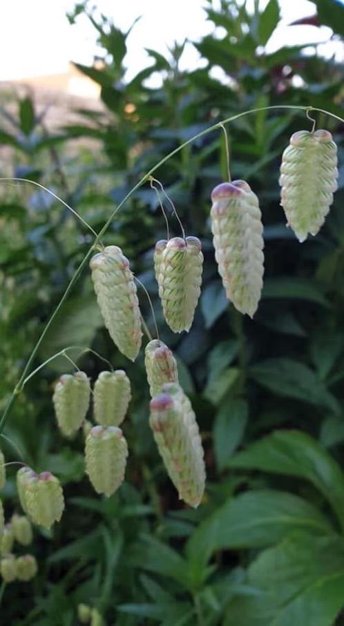 Brizza Maxima/groot trilgras, mooi voor droogboeketten, Eenjarig, Halfschaduw, Lente, Ophalen