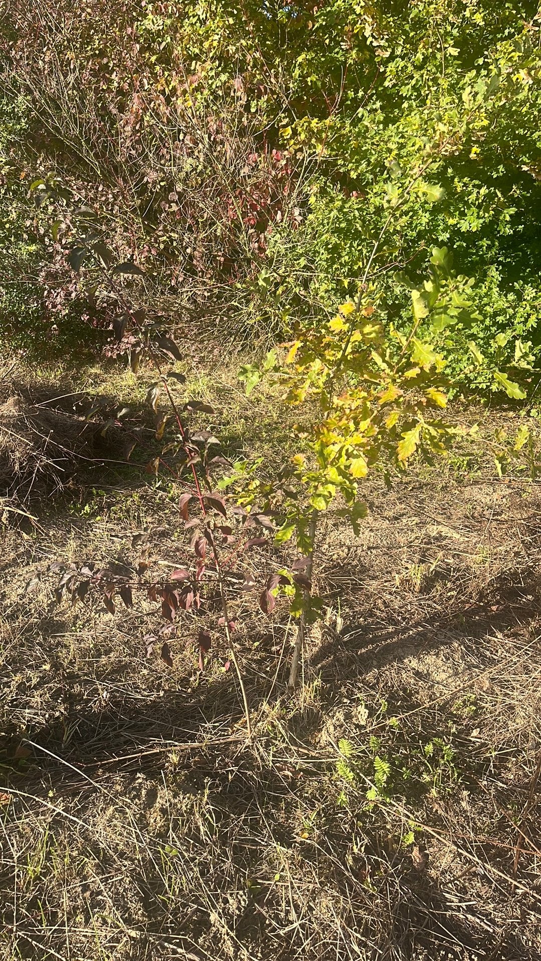 Cornus sanguinea et Quercus Robur, Jardin & Terrasse, Enlèvement, Arbuste, 100 à 250 cm