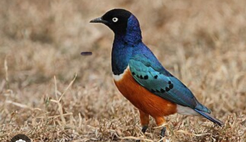 Pop driekleuren glansspreeuw kopen of te ruilen, Dieren en Toebehoren