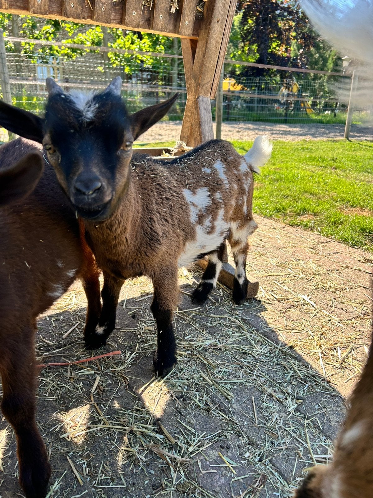 Dwerggeit bokje, Dieren en Toebehoren, Schapen, Geiten en Varkens, Mannelijk, Geit, 0 tot 2 jaar