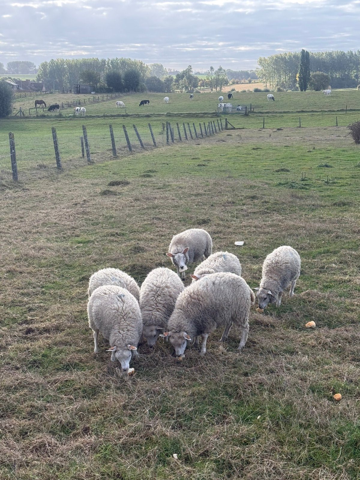 Weide lammeren