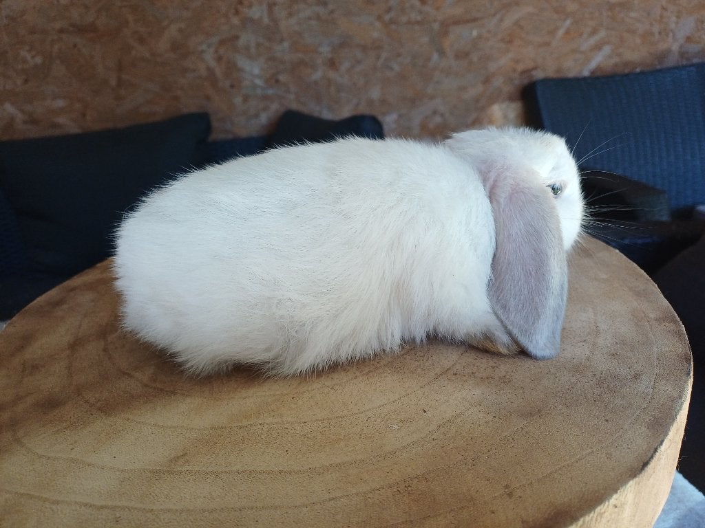 Minilop/,nhd, Femelle, Nain, Oreilles tombantes, 0 à 2 ans