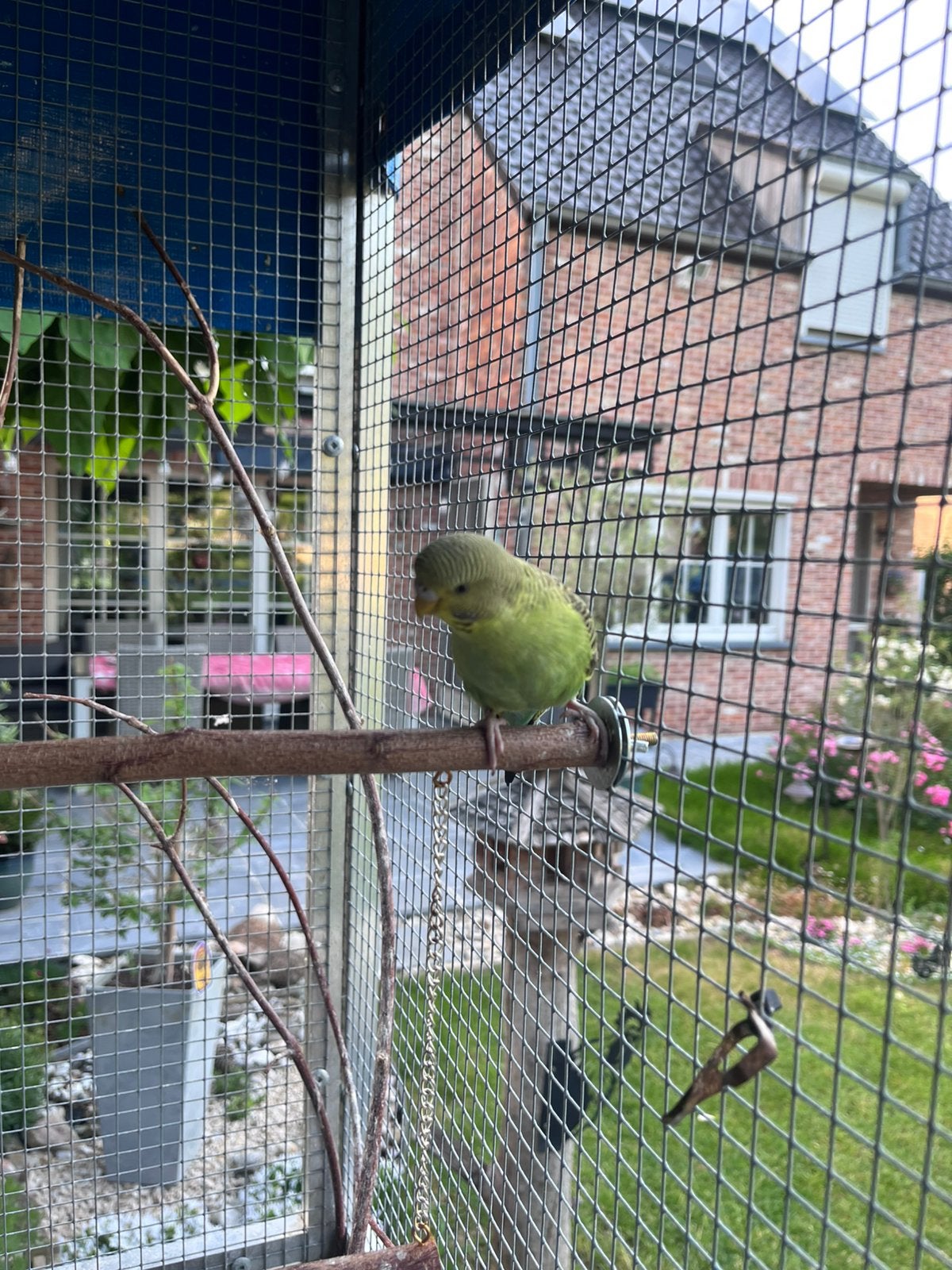Koppel grasparkieten, Dieren en Toebehoren