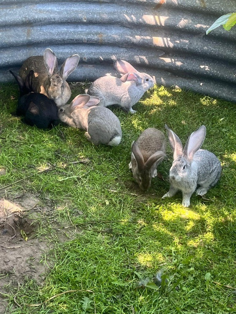 Vlaamse reuzen te koop, Dieren en Toebehoren, Konijnen, Meerdere dieren, Groot, 0 tot 2 jaar
