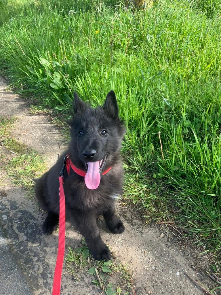 Groenendalers pups, Dieren en Toebehoren, Honden | Herdershonden en Veedrijvers, Meerdere dieren, Herder, Fokker | Professioneel