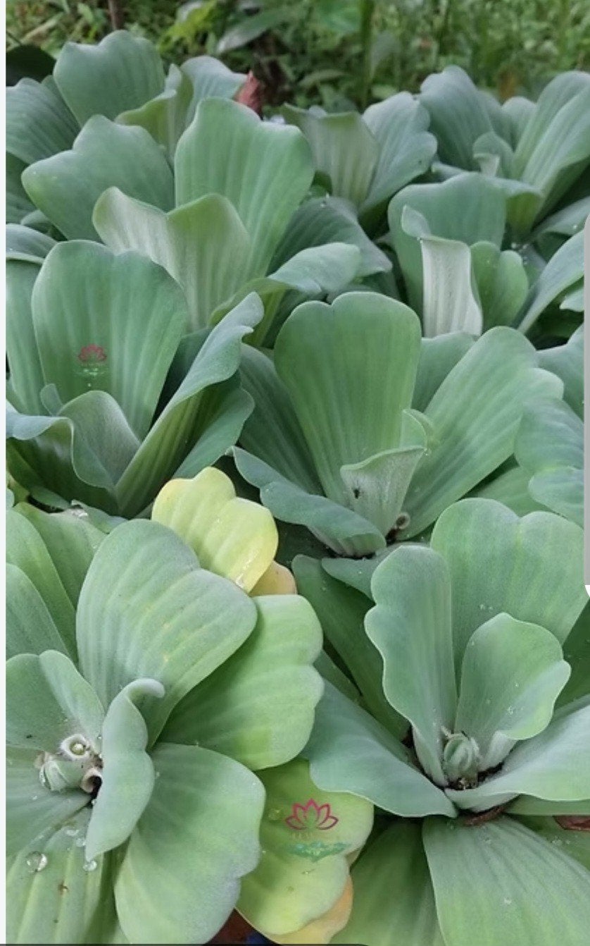 mosselpant, Tuin en Terras, Ophalen