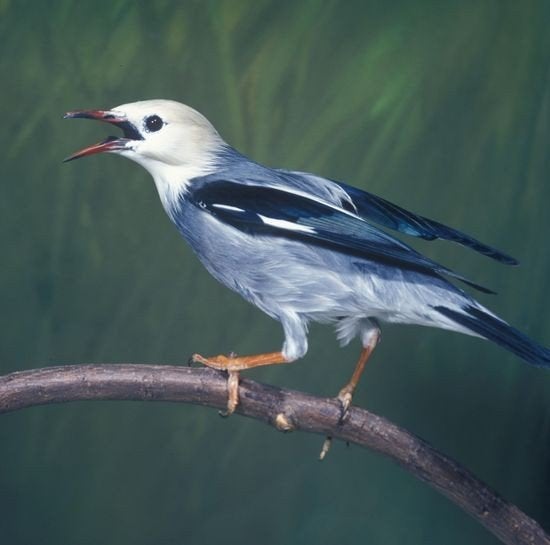 Silky spreeuwen GEZOCHT, Meerdere dieren, Tropenvogel, Geringd