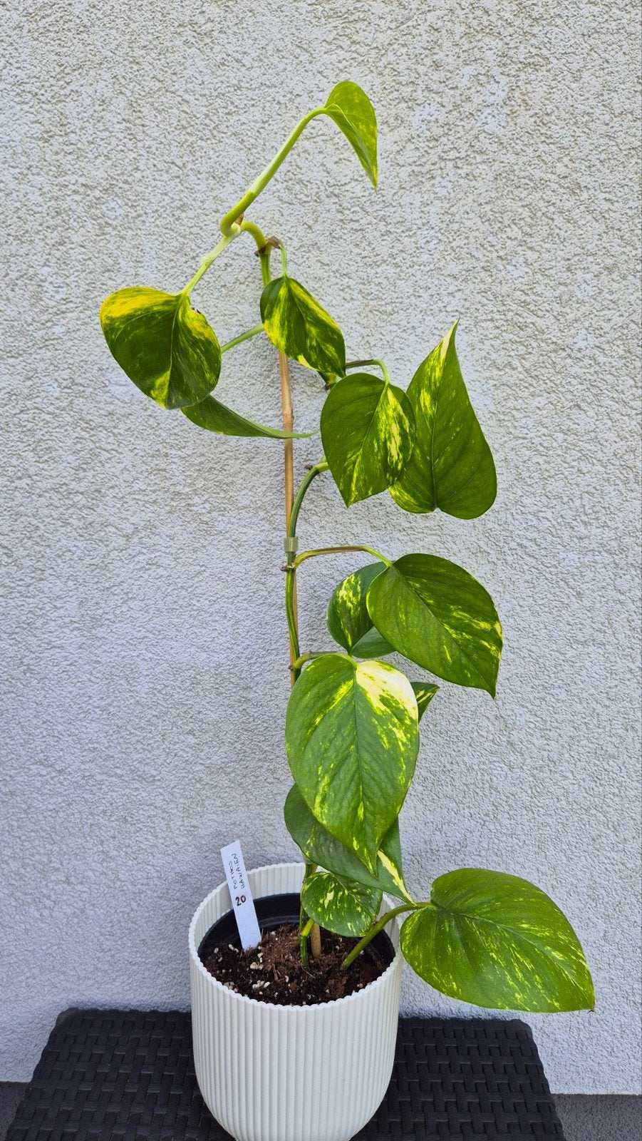 Pothos hawaïen