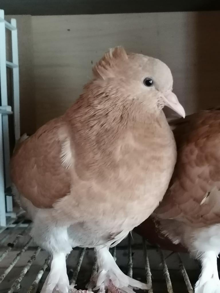 Sierduiven, Dieren en Toebehoren