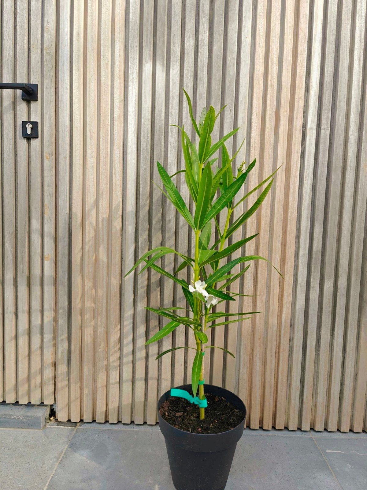 Witte oleander op stam, Tuin en Terras, Volle zon, Vaste plant, Zomer, Ophalen
