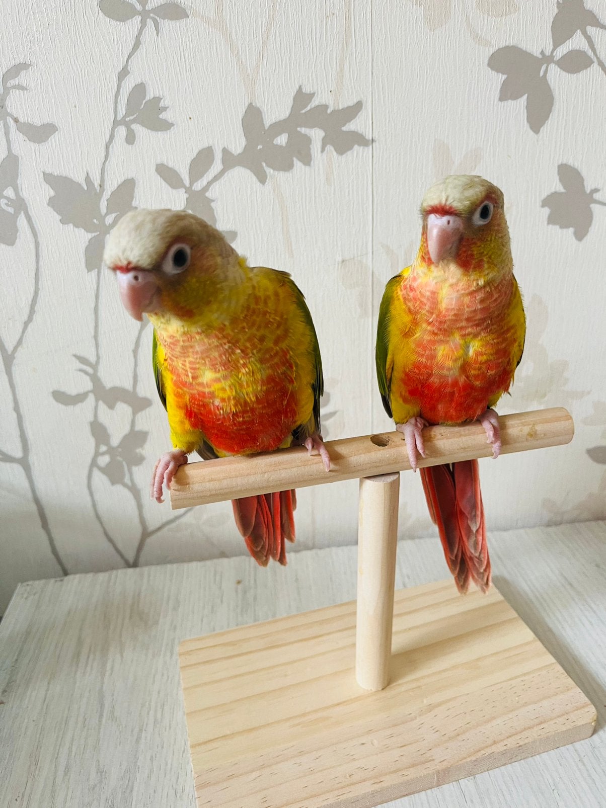 Conure pyrrhura, Animaux & Accessoires
